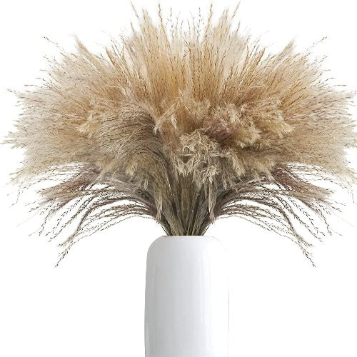 100 pc Natural Dried Pampas Grass